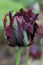 Tulip Imported Holland Vearty for Home and Gardening Pack of 2 bulbs WINE