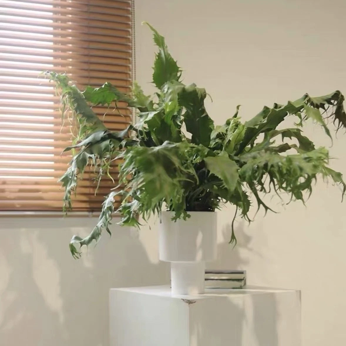 Rare Dragon Wing Fern Exotic Tropical Houseplant Vivarium Plant
Opens in a new window or tab