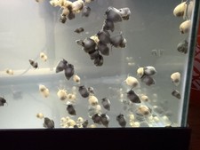 Assortment of 10 Blue Ivory Mystery Snails Includes insulation and cool pack
