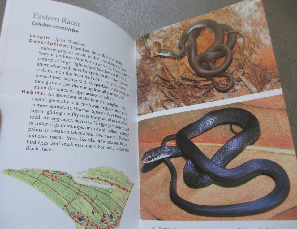 A Pocket Guide to the Snakes of St. Vincent National Wildlife Refuge Florida - Image 4 of 4