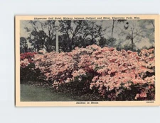 Postcard Azaleas in Bloom Edgewater Gulf Hotel Edgewater Park Mississippi USA