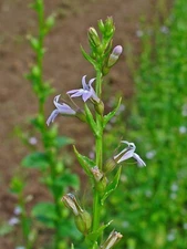Indian Tobacco Seeds - Lobelia inflata Seeds - Multiple Quantities