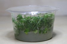 Hydrocotyle tripartita Tissue Culture – Japan SNAIL FREE PEST FREE!!