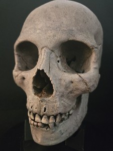Human Skull Life Size Replica With Jaw and stand- Realistic 