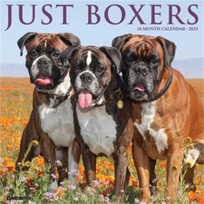 Boxers 2026 12 X 12 Wall Calendar (Bookbook - Detail Unspecified)