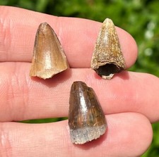 Madagascar Fossil Crocodile Teeth LOT OF 3 Mahajangasuchus Cretaceous Croc