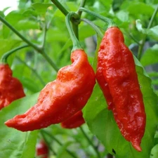 25+ Ghost Pepper Seeds (bhut jolokia) - MILLION + SCOVILLE! Non-GMO USA Seller