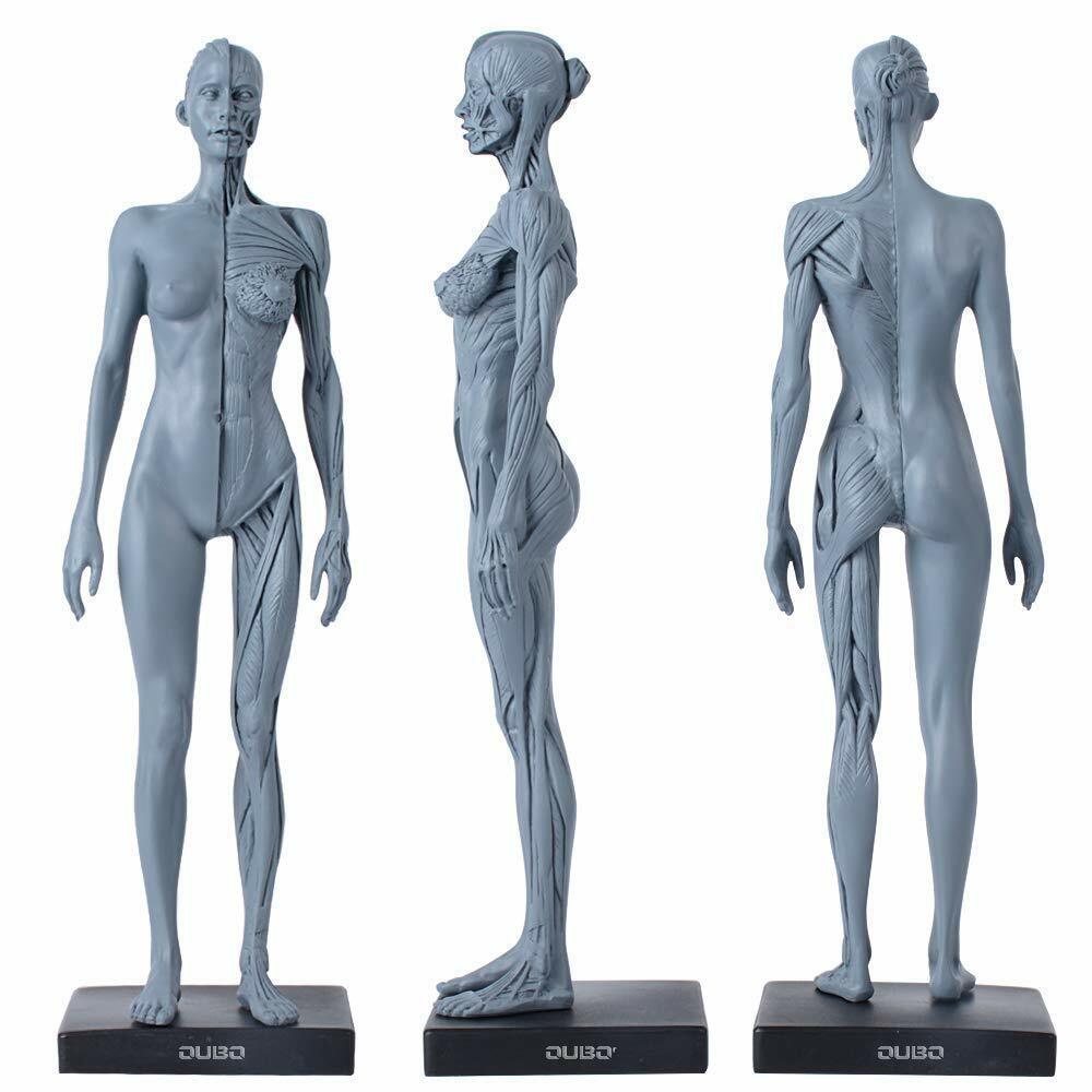 11 inch Human Anatomical Model Art Anatomical Figure Gray Female+Male US STOCK