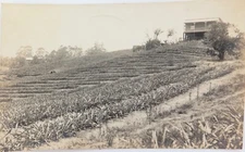 .1919 Woombye QLD RPPC Real Photo Postcard. Homestead on Pineapple Farm. 