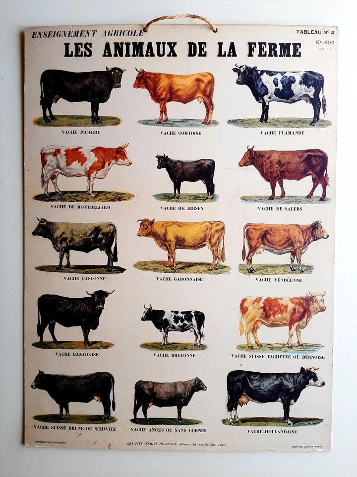 Ancienne affiche Scolaire Deyrolle 62x45 cm Les Animaux de la Ferme N°604 Vaches - Photo 1/4