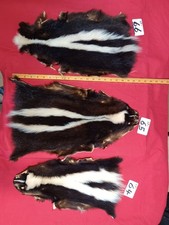tanned skunk pelt winter hide skin animal fur good leather