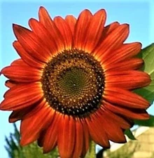 Sunflower Seeds Red Sun 50+ Seeds NON-GMO  BUY 4 GET FREE SHIPPING