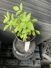 Peggy Martin Rose — photo 2