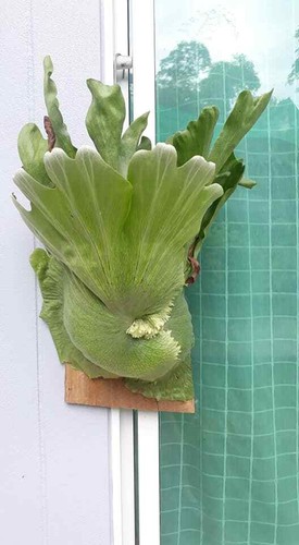Platycerium Wandae 3000 - 4000 spore Staghorn Fern + Phytosanitary Certificate - Picture 2 of 5