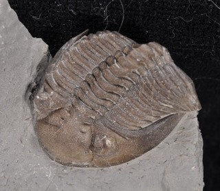 Trilobite fósil 2 Greenops widderensis de Ontario