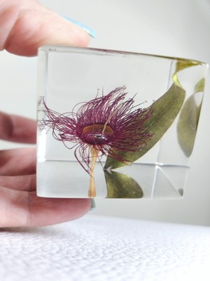 Night Light Cube Flowers Real Australia  Eucalyptus Red Gum Tree Gift