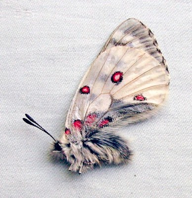 Parnassius phoebus chingizid, Male, A1 (Russia: Tuva)