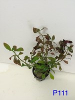 Ludwigia Repens - Potted Plant P111 Ludwigia Repens - Potted Plant P111