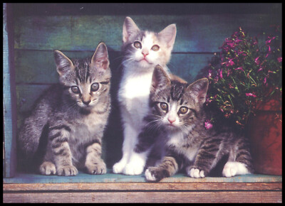 Greeting Card - Cat Kitten - Religious - Sharon Eide And Flynn - Get Well 0646