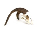 Real Goat Skull - huge rugged horns! animal head skeleton — photo 1