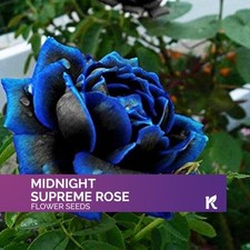 20 Midnight Supreme Rose Seeds, Dark Blue Midnight Rose
