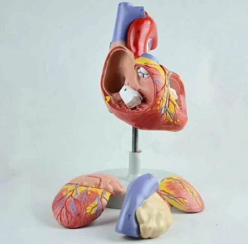 Life Size Human Heart Model Anatomical Medical Cardiovascular Teaching Anatomy
