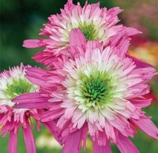 Double Pink and Green Coneflower Seeds Echinacea Hybrid Perennial