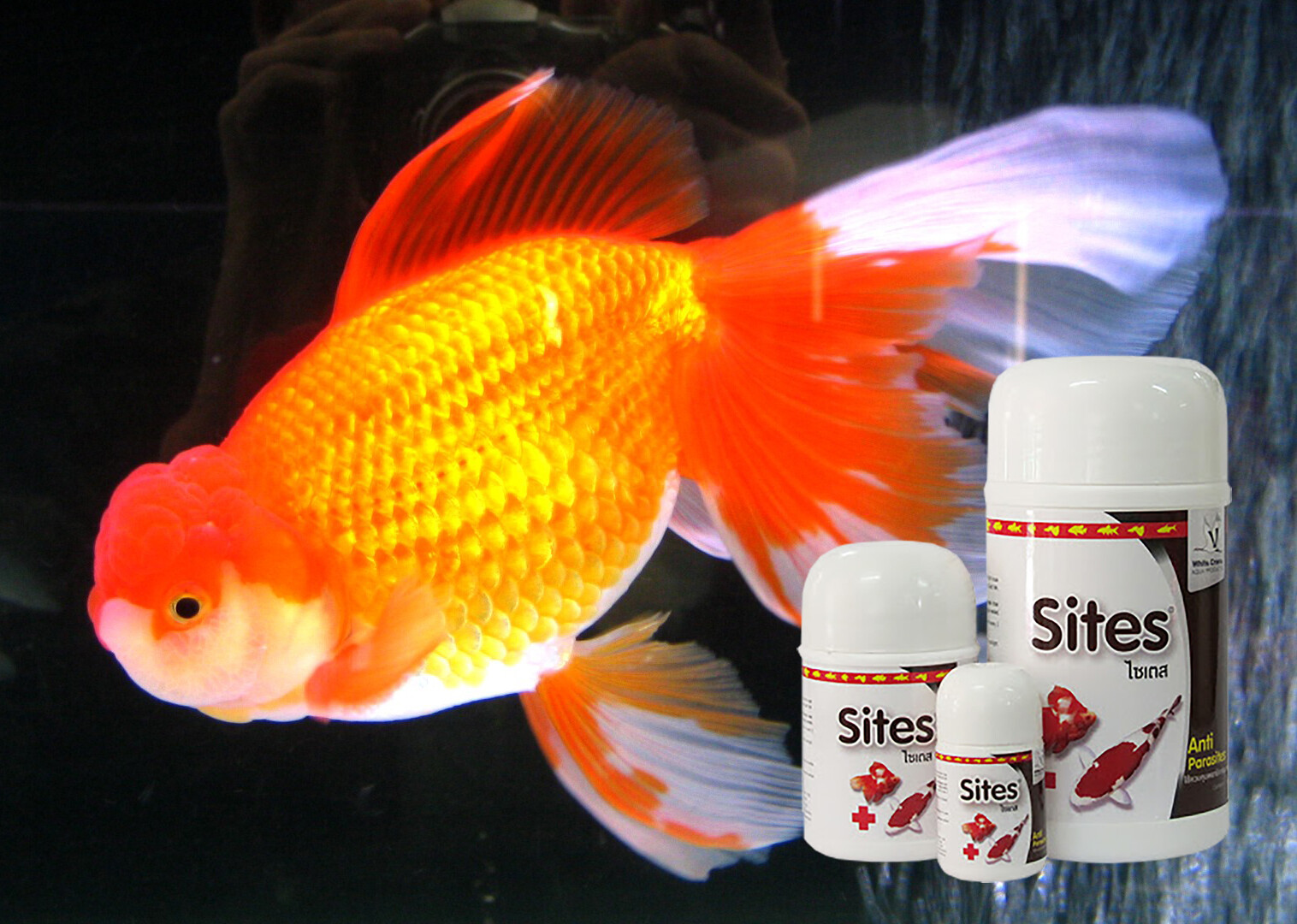 Sites Anti Parasite Fish Treat Louse Anchor Worm Flukes White Spot KOI GOLDFISH eBay