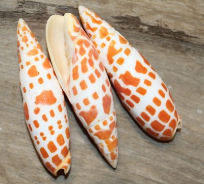5-MITRA MITRA Seashells,Medium,Top Qaulity,Upscale Crafts,Beach Decor,SS-550