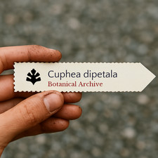 Cuphea dipetala | 10 SEEDS - Cuphea | Cigar plant