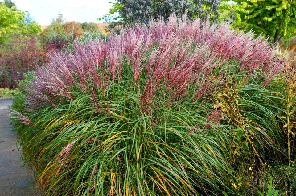 10 RED MAIDEN GRASS Miscanthus Sinensis Plumes Ornamental Flower Seeds *Comb S/H - Image 3 of 4