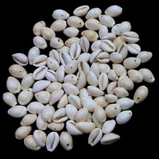 White Cowrie Shells With Hole For Crafts Art Decor jewelry approx. 90 pc