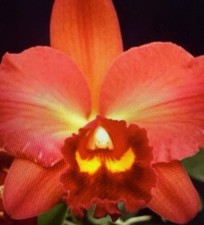 Orchid Plant Potomac  s Chyong Guu Sun x Odoms Sweet Heart 2 in pot seedling sz