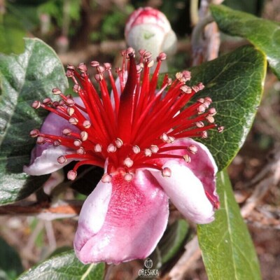 Feijoa sellowiana 20 Stück frische Samen, Acca sellowiana, Feijoa Samen Bio