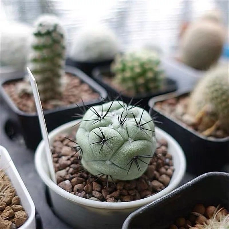 Rare Blue Grey Thelocactus Cactus Black Spines Seed Grown Live Plant