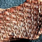 Beautiful preserved Carboniferous Lepidodendron fossil plant