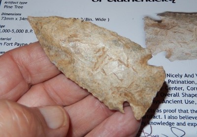NICE BIG ARCHAIC PINETREE POINT~ w/ KEN PARTAIN COA  ~SUMNER COUNTY, TENN   C218