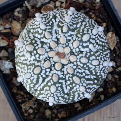 A4807 ASTROPHYTUM SUPERKABUTO pot10-H6-W8 cm MaMa Cactus