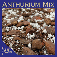 ANTHURIUM Soil Mix (Pest-Free Repotting Compost Clarinervium Warocqueanum Queen)