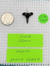 FOSSILIZED 0.90 INCH LOWER LEMON SHARK TOOTH PENDANT