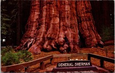 Sequoia National Park California CA General Sherman Oldest Living Tree Postcard
