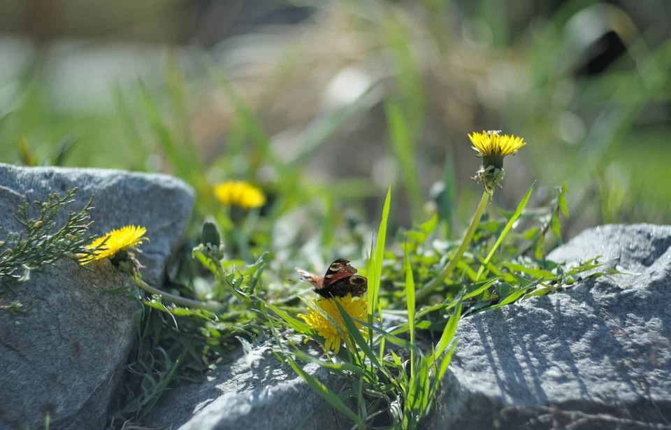 TAIR-11 133mm f/2.8 Soviet Portrait Lens M39 • Vintage Telephoto Lens USSR KMZ - Image 2 of 4