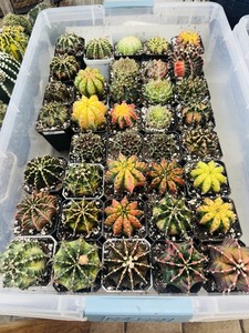 Thai Cactus | eBay