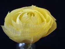Vintage Millinery Flower RealSilk Ranunculus Yellow NP5