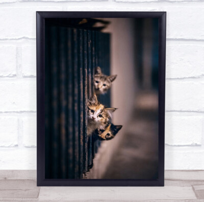 Did Some One Meow Katze Straße Bürgersteig Tiere Nacht Fenster Wandkunstdruck