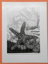 Ogromna szkarłupnia rozgwiazdy nadruk z 1912 roku