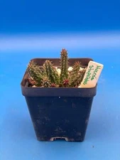 Huernia Stapelioides Hybrid - 3.5 Inch Potted Plant WELL ROOTED