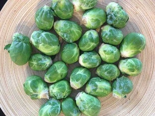 500 semi di cavolo di bruxelles- cavoletti - cavoli- brassica - Foto 3 di 5