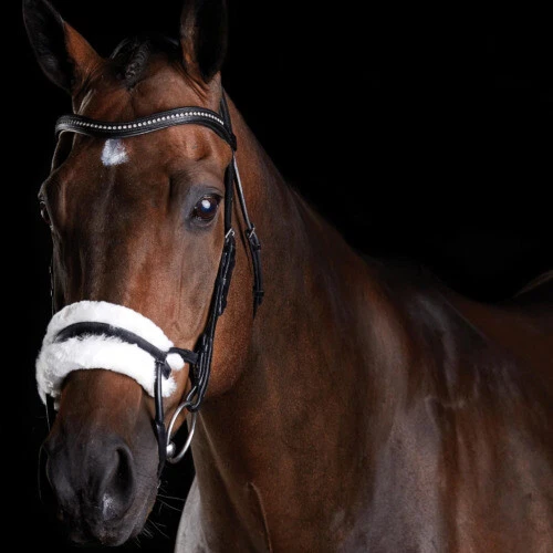 Collegiate English Saddles & Tack