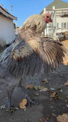 6 + Belgian Liege Fighter hatching Eggs | Imported Belgian Lines | NPIP AI FREE